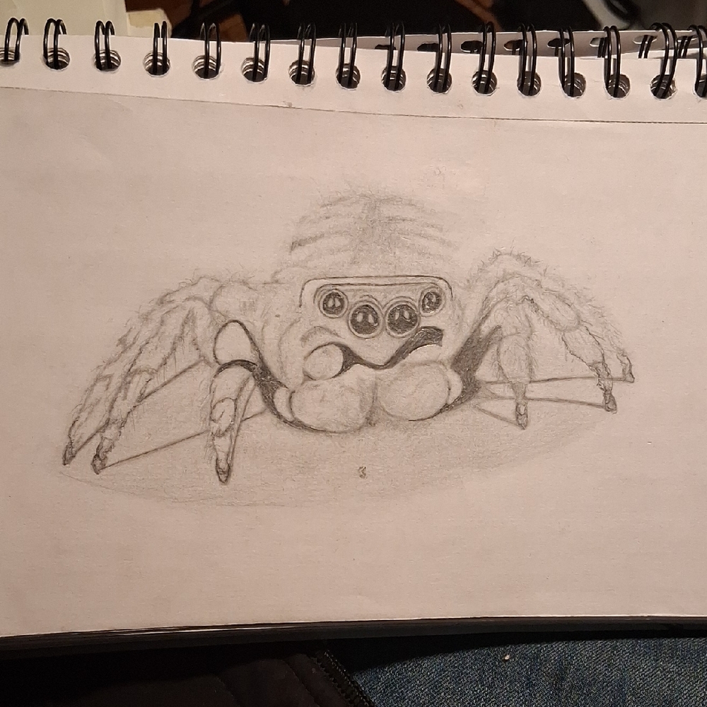 Gray Spider Sketch Art